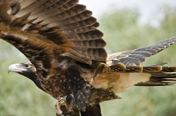 Хвостаті орел клин — стокове фото