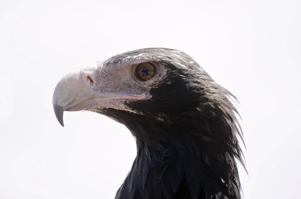 Águila de cuña — Foto de Stock