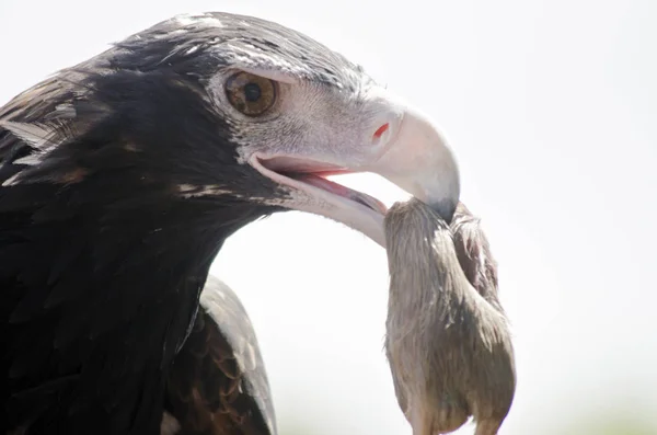 Aigle à queue compensée — Photo