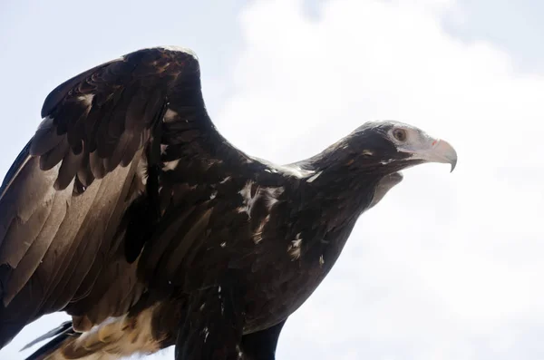 Kama kuyruklu kartal — Stok fotoğraf