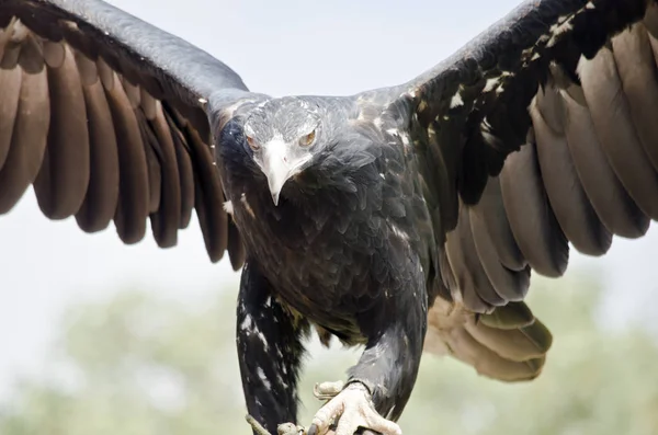 Клинохвостый орёл — стоковое фото