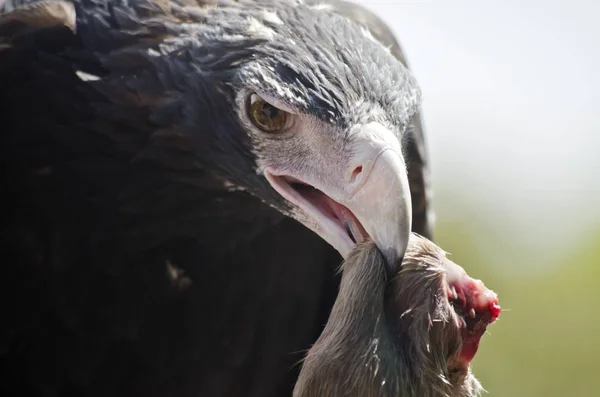 Aigle à queue compensée — Photo