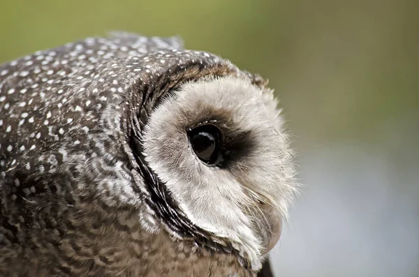 Roetzwarte uil close-up — Stockfoto