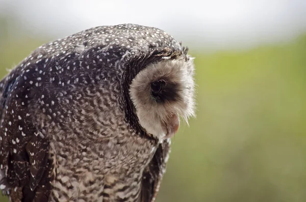 すすけたフクロウをクローズ アップ — ストック写真