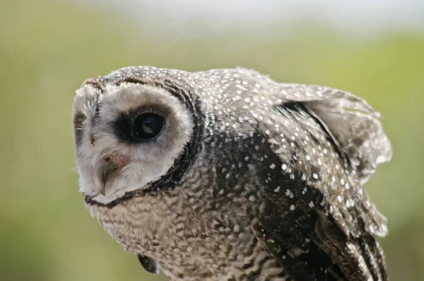 Rußkauz aus nächster Nähe — Stockfoto