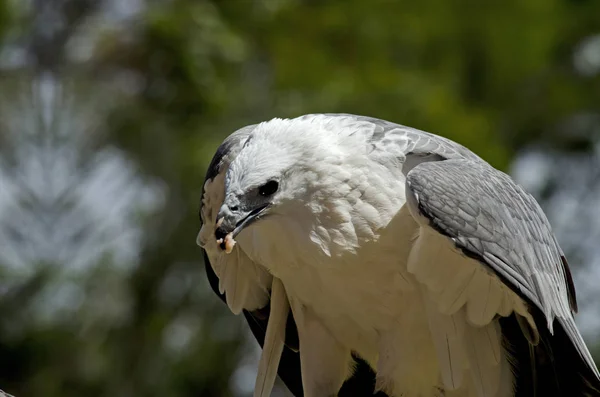 Águila marina de cerca — Foto de Stock