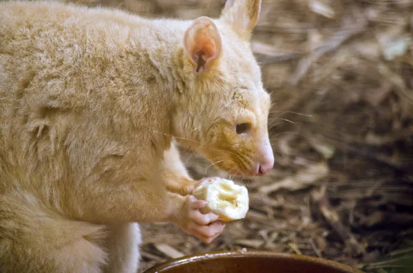 Opossum coda ad anello — Foto Stock