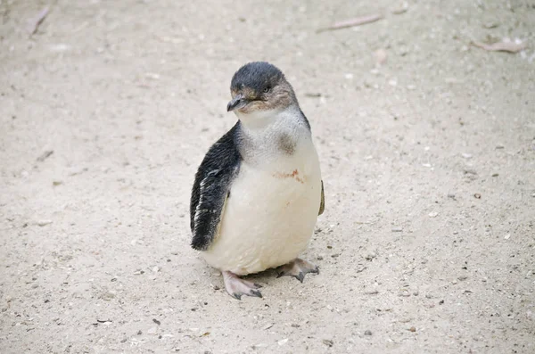 Feenpinguin oder kleiner Pinguin — Stockfoto