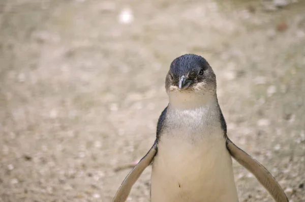 Pinguim-de-fadas ou pinguim-pequeno — Fotografia de Stock