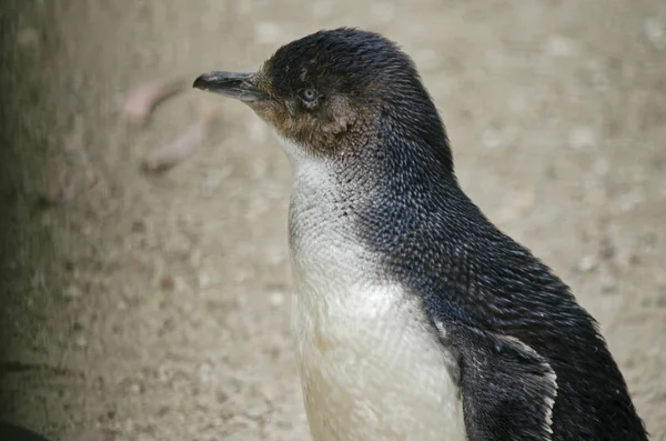 Fairy pingvin eller liten pingvin — Stockfoto