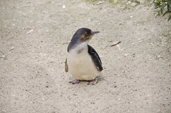 神仙企鹅或小企鹅 — 图库照片