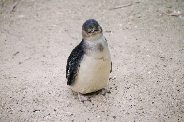 Fairy penguin or little penguin — Stock Photo, Image