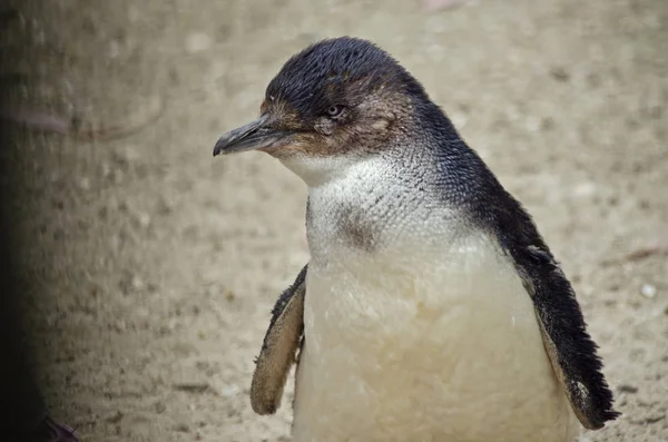 Fairy penguin or little penguin — Stock Photo, Image