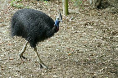 Güney cassowary yürüyüş