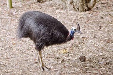Güney cassowary yakın çekim