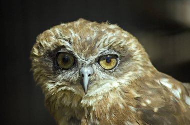 boobook baykuş yakın çekim