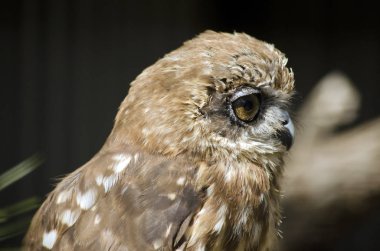 boobook baykuş yakın çekim