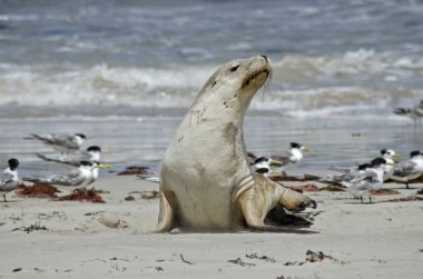Sahilde deniz aslanı
