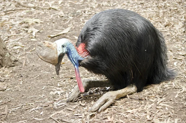 Southern cassowary sitting — Stock Photo, Image