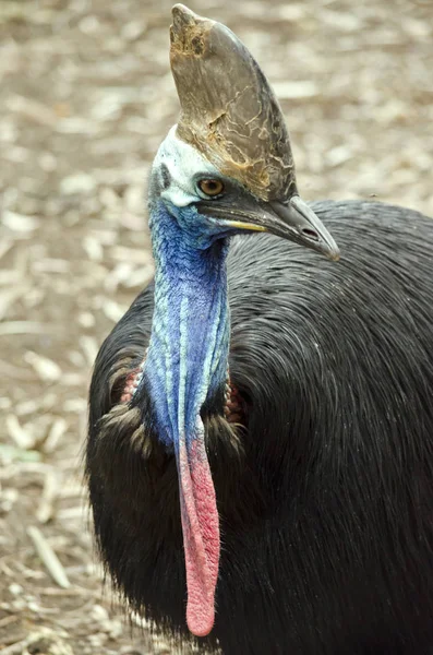 Cassowary de cerca — Foto de Stock