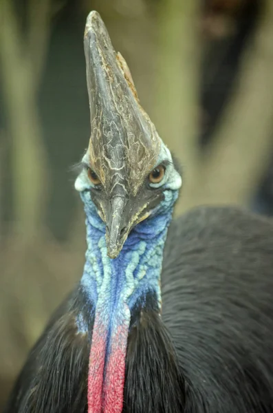 Southern cassowary zblízka — Stock fotografie