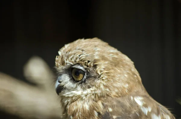 Boobook sow close up — стоковое фото