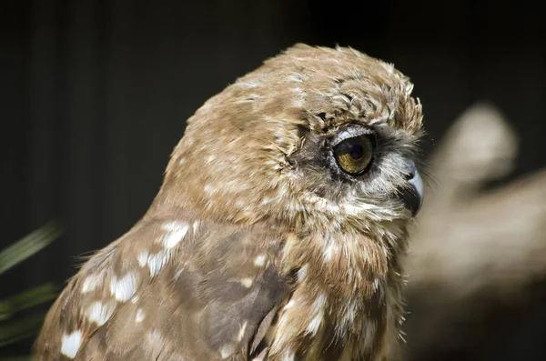 boobook baykuş yakın çekim