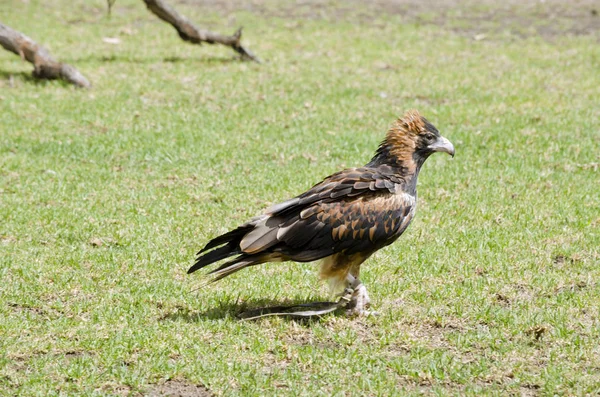 Buzzard de peito preto — Fotografia de Stock