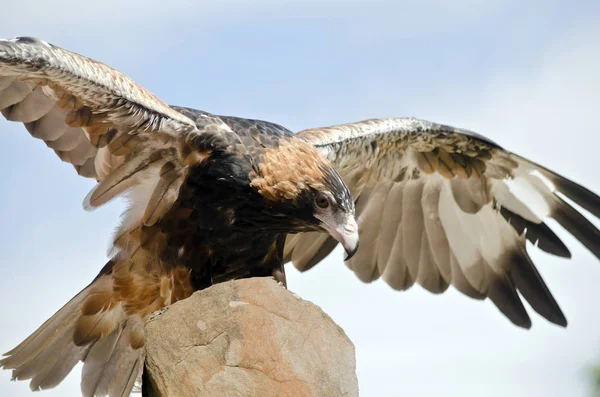 Svart breasted buzzard — Stockfoto