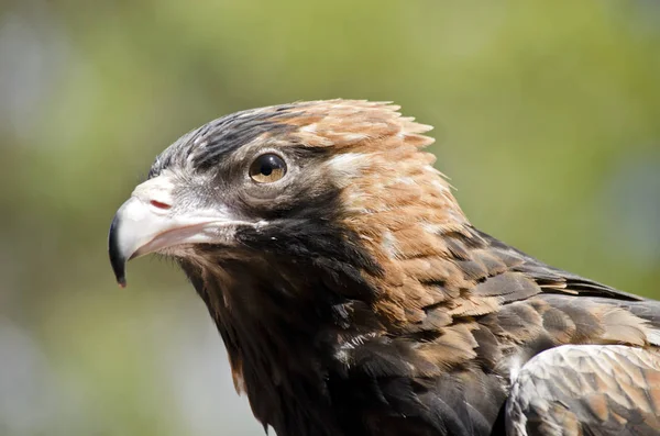 siyah kruvaze Şahin