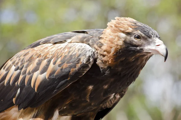 Zwarte breasted buzzard — Stockfoto