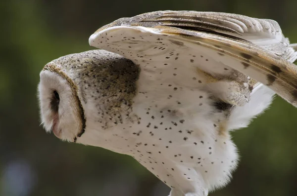 Hibou des clochers fermer — Photo