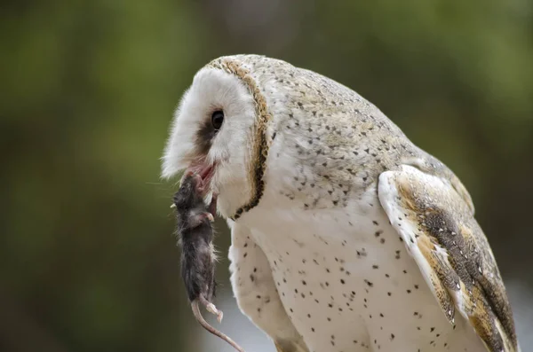 Hibou des clochers fermer — Photo