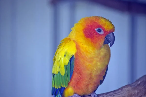 Solen conure närbild — Stockfoto