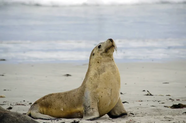 Seelöwe aus nächster Nähe — Stockfoto