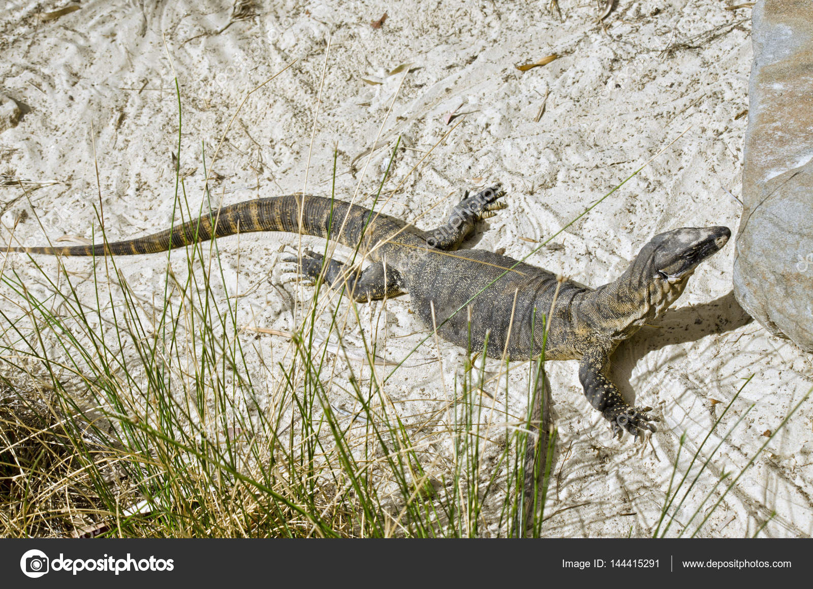 Monitor lizard walking Stock Photo by ©ozflash 144415291
