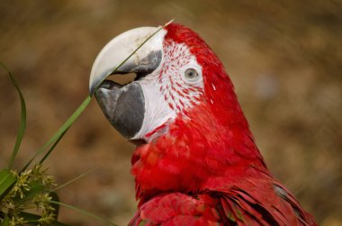Scarlet Amerika papağanı yakın çekim