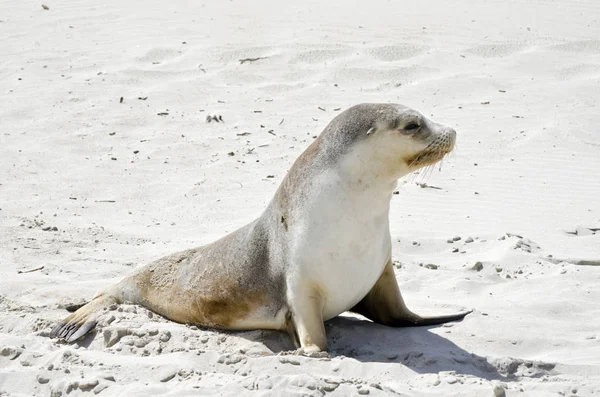 ビーチの海のライオン — ストック写真