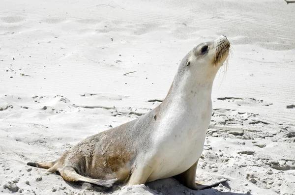 Sea lion close up — Stock Photo, Image