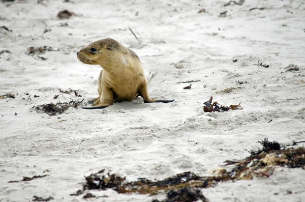 Sealion yavru sahilde — Stok fotoğraf