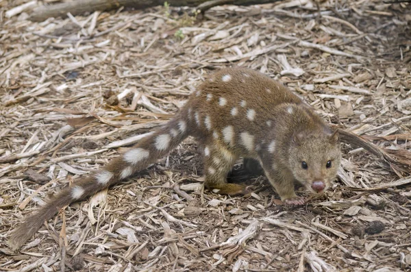 Quoll крупним планом — стокове фото