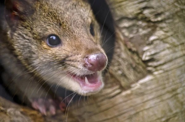 Quoll close up — Stock Photo, Image