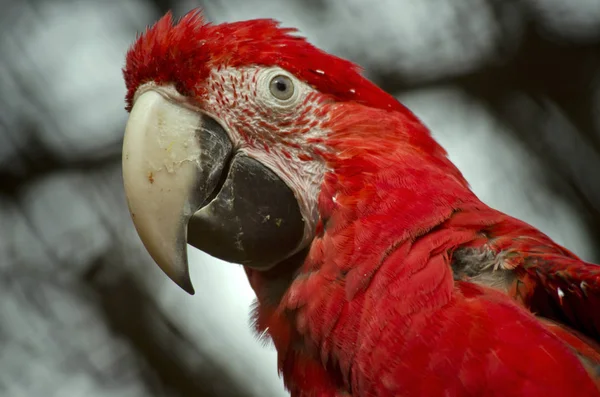 Guacamayo escarlata de cerca —  Fotos de Stock