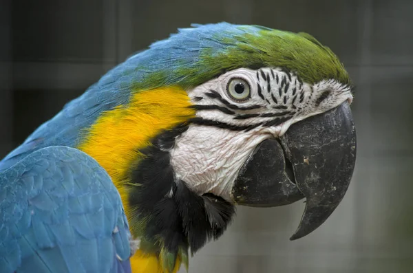 Blå och guld Macaw — Stockfoto