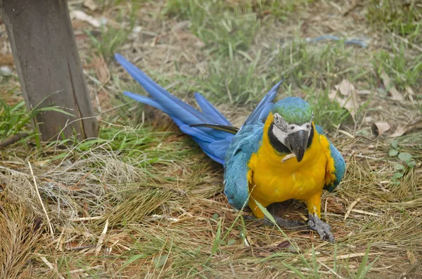 Blue and gold macaw — Stock Photo, Image