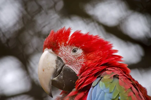 Scarlet macaw close up — Stock Photo, Image