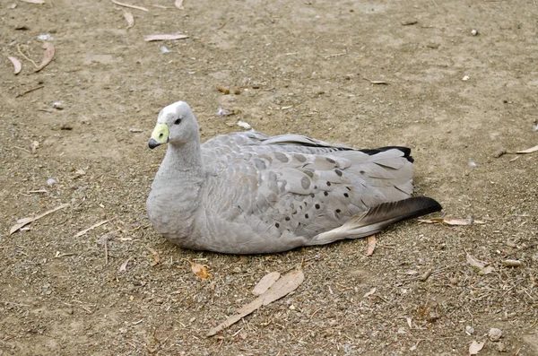 Cape barren goose — Stock Photo, Image