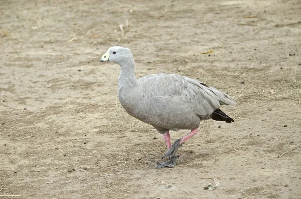 Cape barren goose — Stock Photo, Image