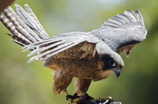 Hobby-Falke aus nächster Nähe — Stockfoto
