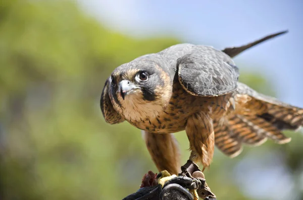 Hobby-Falke aus nächster Nähe — Stockfoto